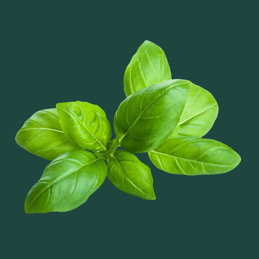 Basil Seeds