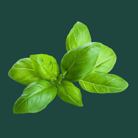 Basil Seeds