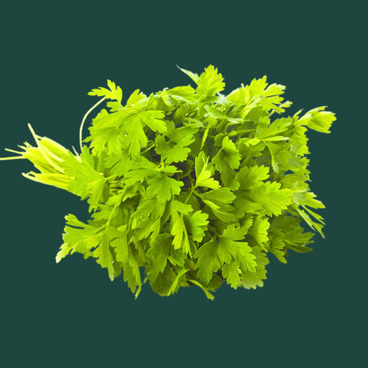 Parsley Seeds